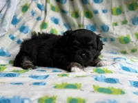 Aladdin DNA Clear OFA, a male Peekapoo for sale in Canton, OH – 6 of 8