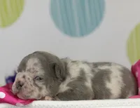 Stella- lilac Merle- 88/12 imported line dna ofa , a female Frenchton for sale in Canton, OH – 4 of 7