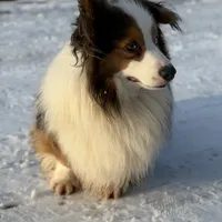 DNA clear Bluiefluffy ACA stud, a male Pembroke Welsh Corgi for sale in Canton, OH – Photo 1 of 4