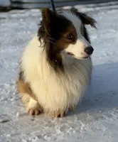 DNA clear Bluiefluffy ACA stud, a male Pembroke Welsh Corgi for sale in Canton, OH – Photo 1 of 4