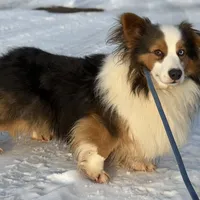 DNA clear Bluiefluffy ACA stud, a male Pembroke Welsh Corgi for sale in Canton, OH – Photo 3 of 4