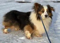 DNA clear Bluiefluffy ACA stud, a male Pembroke Welsh Corgi for sale in Canton, OH – Photo 3 of 4