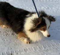 DNA clear Bluiefluffy ACA stud, a male Pembroke Welsh Corgi for sale in Canton, OH – Photo 4 of 4