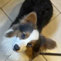 DNA clear Bluiefluffy ACA stud, a male Pembroke Welsh Corgi for sale in Canton, OH – Photo 2 of 4