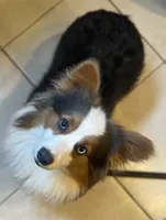 DNA clear Bluiefluffy ACA stud, a male Pembroke Welsh Corgi for sale in Canton, OH – Photo 2 of 4