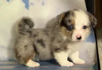 Aca diesel Merle with full tail fluffy bluie carrier triple clear, a male Pembroke Welsh Corgi for sale in Canton, OH – 2 of 6