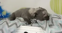 Rocco- blue merle- 88/12 imported line dna ofa , a female Frenchton for sale in Canton, OH – 3 of 7