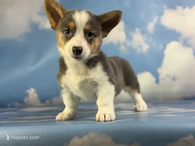 ACA Dixie natural bobtail Bluie fluffy carrier triple clear – Pembroke Welsh Corgi puppy for sale in Canton, OH