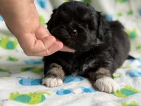 Aladdin DNA Clear OFA, a male Peekapoo for sale in Canton, OH – 5 of 8