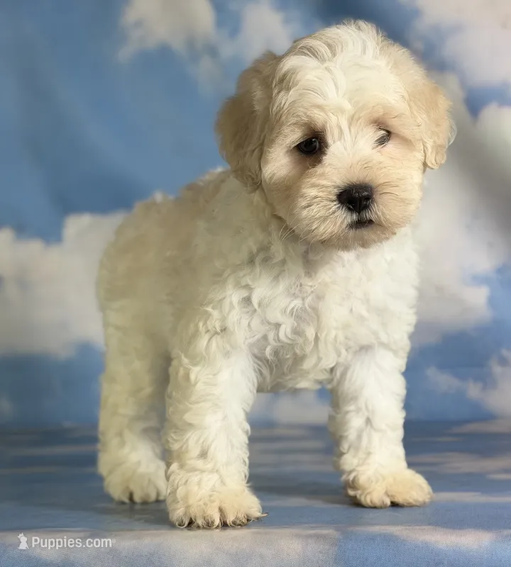 Pongo – Schnoodle puppy for sale in Canton, OH