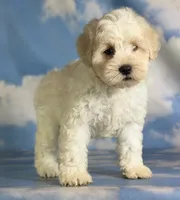 Pongo, a male Schnoodle for sale in Canton, OH – 1 of 9