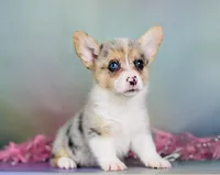 Aca Daisy triple clear Bluie carrier BRED due 7/4-7/8, a female Pembroke Welsh Corgi for sale in Canton, OH – 2 of 9