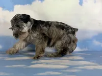 Pipsqueak, a male Schnoodle for sale in Canton, OH – 7 of 8