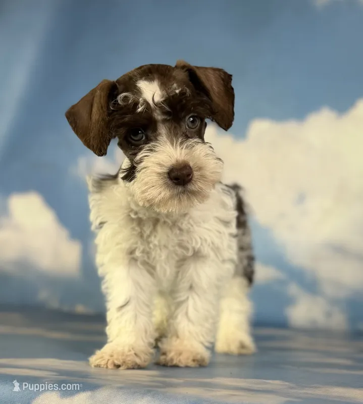 Penny – Schnoodle puppy for sale in Canton, OH