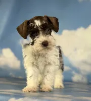 Penny, a female Schnoodle for sale in Canton, OH – 1 of 5