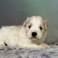 Pongo, a male Schnoodle for sale in Canton, OH – 2 of 5