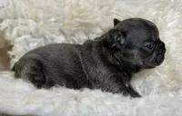 Jenna - DNA clear , a female Frenchton for sale in Canton, OH – 3 of 6