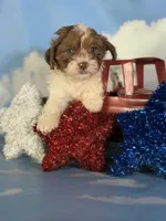 Coco , a male Shihpoo for sale in Canton, OH – 2 of 5