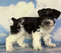 Pepper, a male Schnoodle for sale in Canton, OH – 2 of 6
