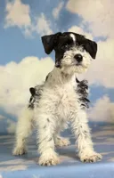 Phoenix, a female Schnoodle for sale in Canton, OH – 2 of 5