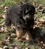 Aladdin DNA Clear OFA, a male Peekapoo for sale in Canton, OH – 7 of 8