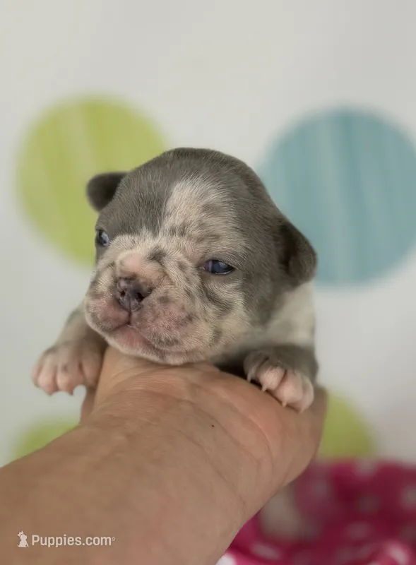 Stella- lilac Merle- 88/12 imported line dna ofa  – Frenchton puppy for sale in Canton, OH