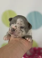 Stella- lilac Merle- 88/12 imported line dna ofa , a female Frenchton for sale in Canton, OH – 1 of 7