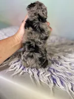 Paxton, a female Schnoodle for sale in Canton, OH – 7 of 7