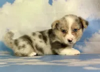 Aca Dozer Bluie Merle with full tail fluffy carrier triple clear, a male Pembroke Welsh Corgi for sale in Canton, OH – 6 of 6