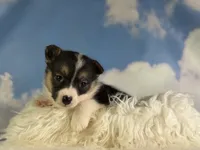 Aca Daphne natural bobtail Bluie and fluffy carrier triple clear, a female Pembroke Welsh Corgi for sale in Canton, OH – 3 of 6