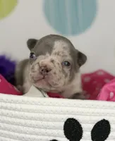 Stella- lilac Merle- 88/12 imported line dna ofa , a female Frenchton for sale in Canton, OH – 5 of 7