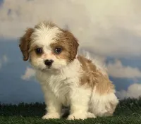 Cinnamon, a female Cavapoo for sale in Canton, OH – 8 of 8