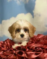 Chive, a male Cavapoo for sale in Canton, OH – 1 of 9