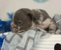 Rocco- blue merle- 88/12 imported line dna ofa , a female Frenchton for sale in Canton, OH – 5 of 7