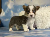 ACA Dixie natural bobtail Bluie fluffy carrier triple clear, a female Pembroke Welsh Corgi for sale in Canton, OH – 2 of 10