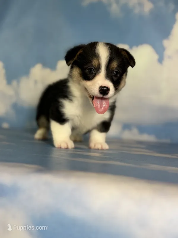 Aca Delilah Natural bobtail Bluie and fluffy carrier triple clear – Pembroke Welsh Corgi puppy for sale in Canton, OH