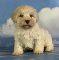 Parker, a male Schnoodle for sale in Canton, OH – 8 of 9
