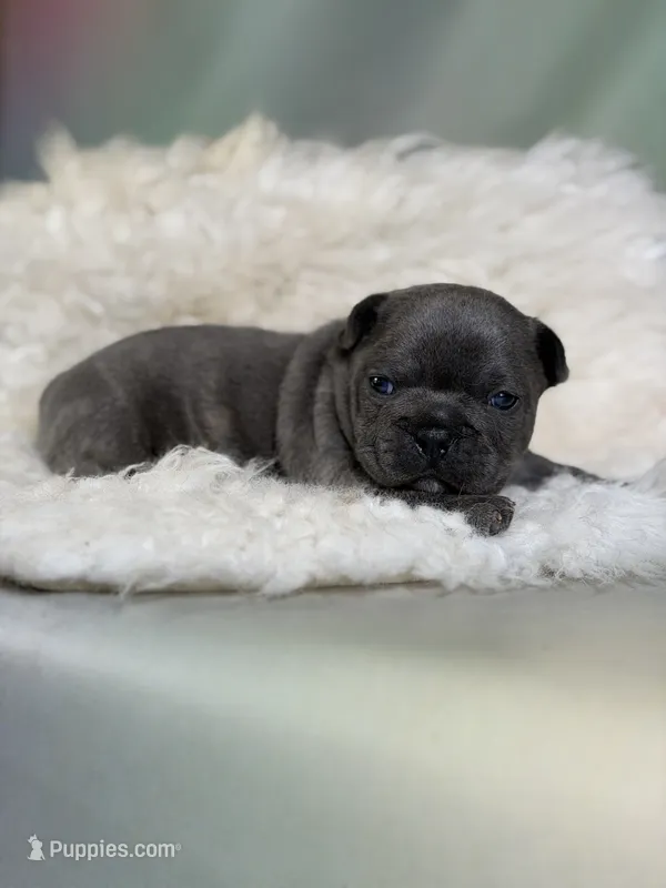 Julian-DNA clear  – Frenchton puppy for sale in Canton, OH