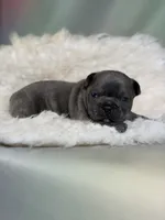 Julian-DNA clear , a male Frenchton for sale in Canton, OH – 1 of 5