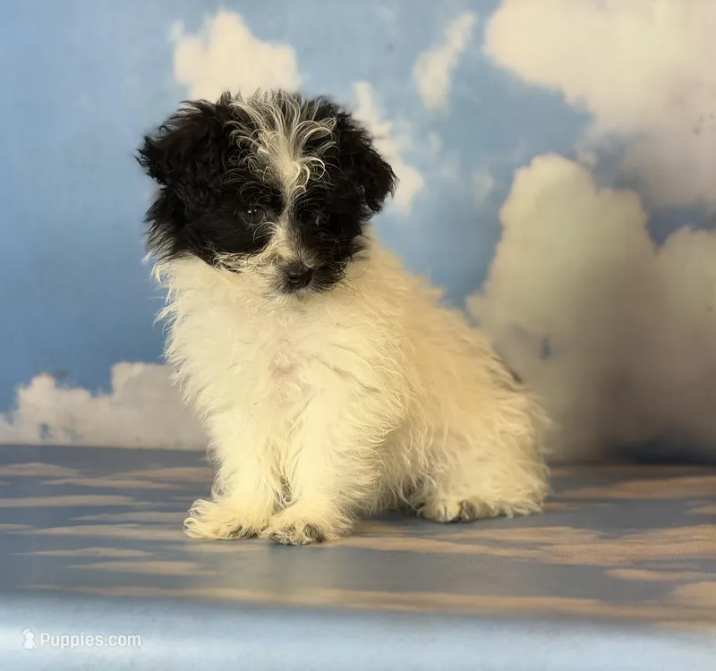 Curella – Pomapoo puppy for sale in Canton, OH