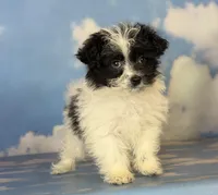 Curella, a female Pomapoo for sale in Canton, OH – Photo 2 of 4