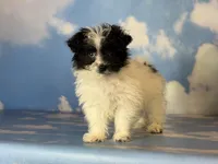 Curella, a female Pomapoo for sale in Canton, OH – Photo 4 of 4