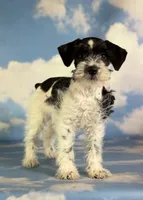 Phoenix, a female Schnoodle for sale in Canton, OH – 3 of 5