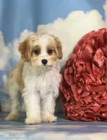 Chili, a male Cavapoo for sale in Canton, OH – 1 of 10