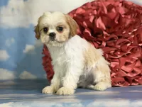 Ginseng, a male Cavapoo for sale in Canton, OH – 10 of 10