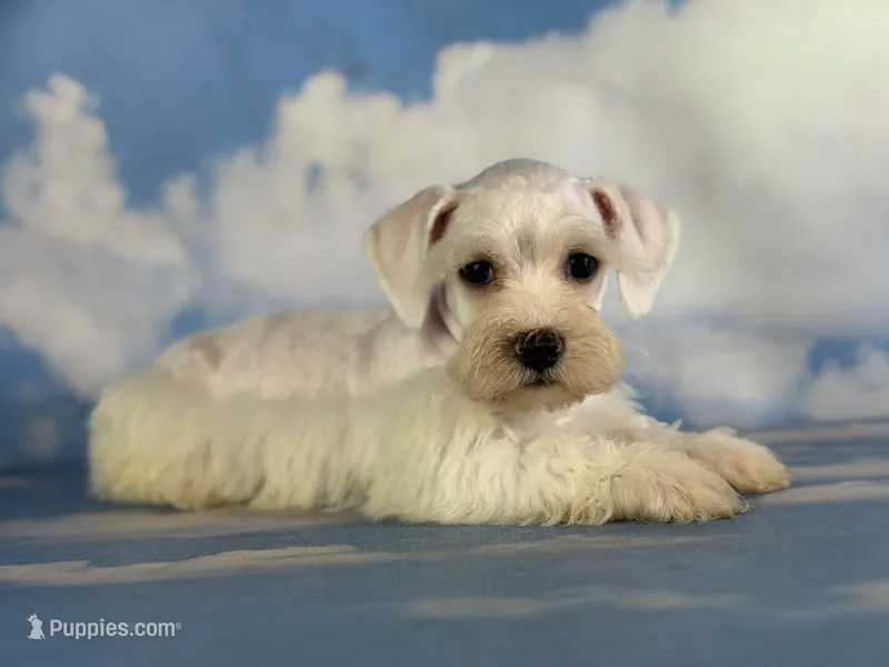 Pearl – Schnoodle puppy for sale in Canton, OH