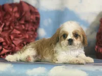 Chipotle, a male Cavapoo for sale in Canton, OH – 10 of 10