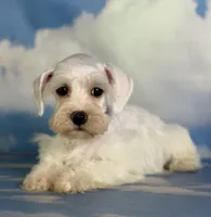 Pearl, a female Schnoodle for sale in Canton, OH – 10 of 10