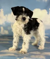 Phoenix, a female Schnoodle for sale in Canton, OH – 4 of 5