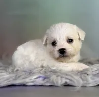 Pearl, a female Schnoodle for sale in Canton, OH – 2 of 6